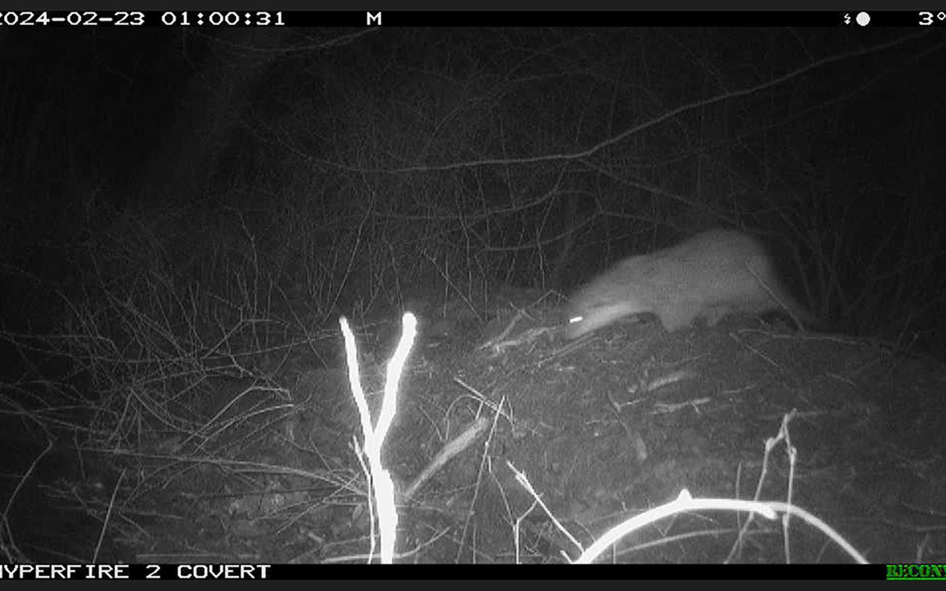 Otter gespot op terrein van Afvalzorg in Lelystad, en dat is een goed